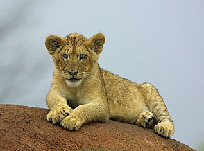 Kenya