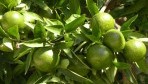 Hemera31-kertlime