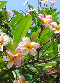 Madeira családi ajánlatok