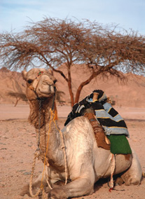 Marsa Alam akciós ajánlatok