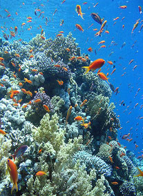 Sharm El Sheikh akciós ajánlatok